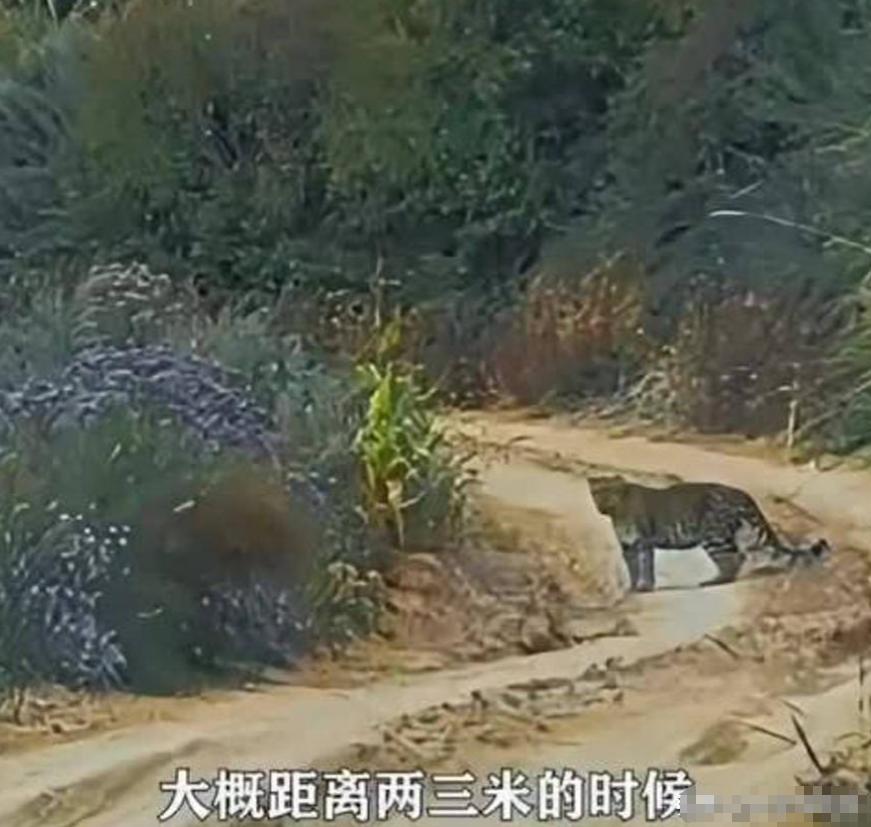 🐒曾仅剩几百只! 山西男子进山偶遇3只, 大的在呲牙, 两只小的躲玉米地。
 