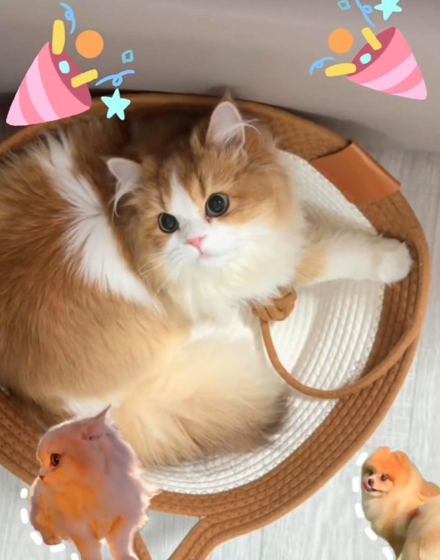 Reno16好绝🐱猫猫实况随心贴这么好玩！

首发就冲了OPPO Reno16