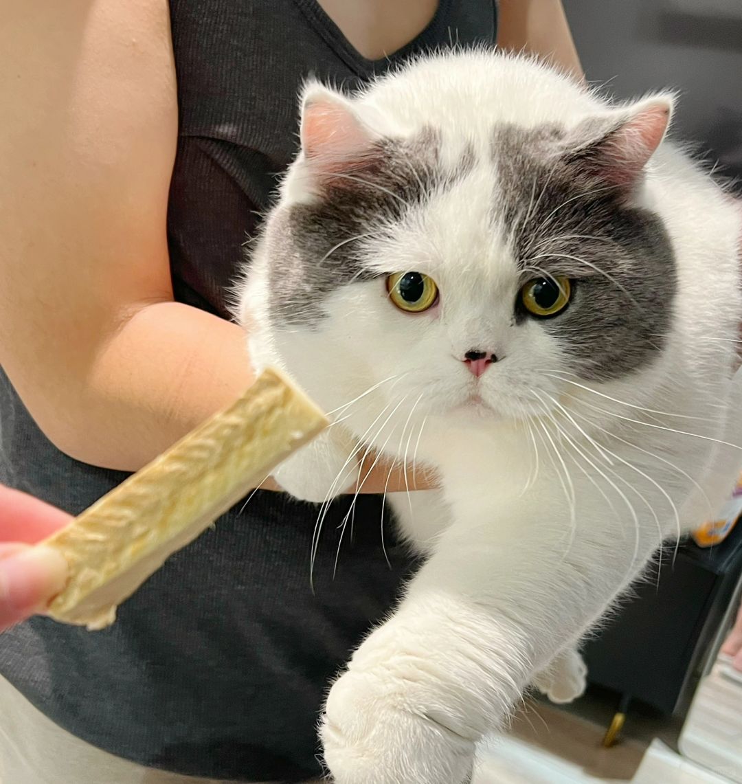 大脸猫大脸猫爱吃鱼🐟