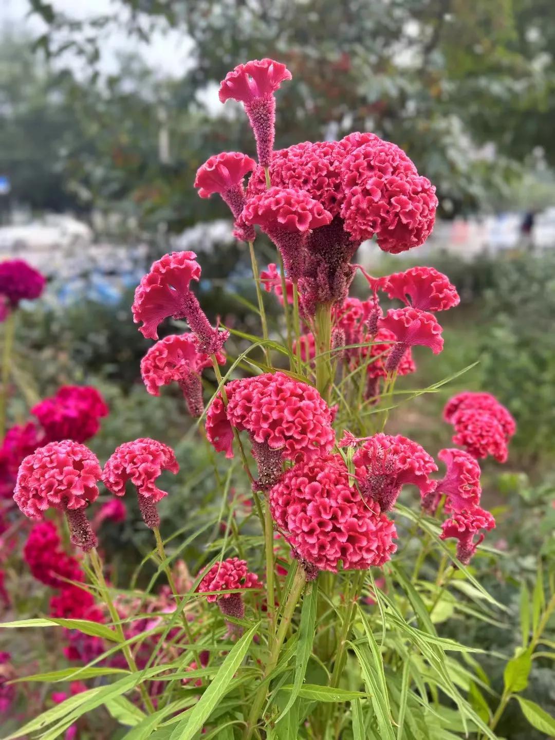花开月未圆