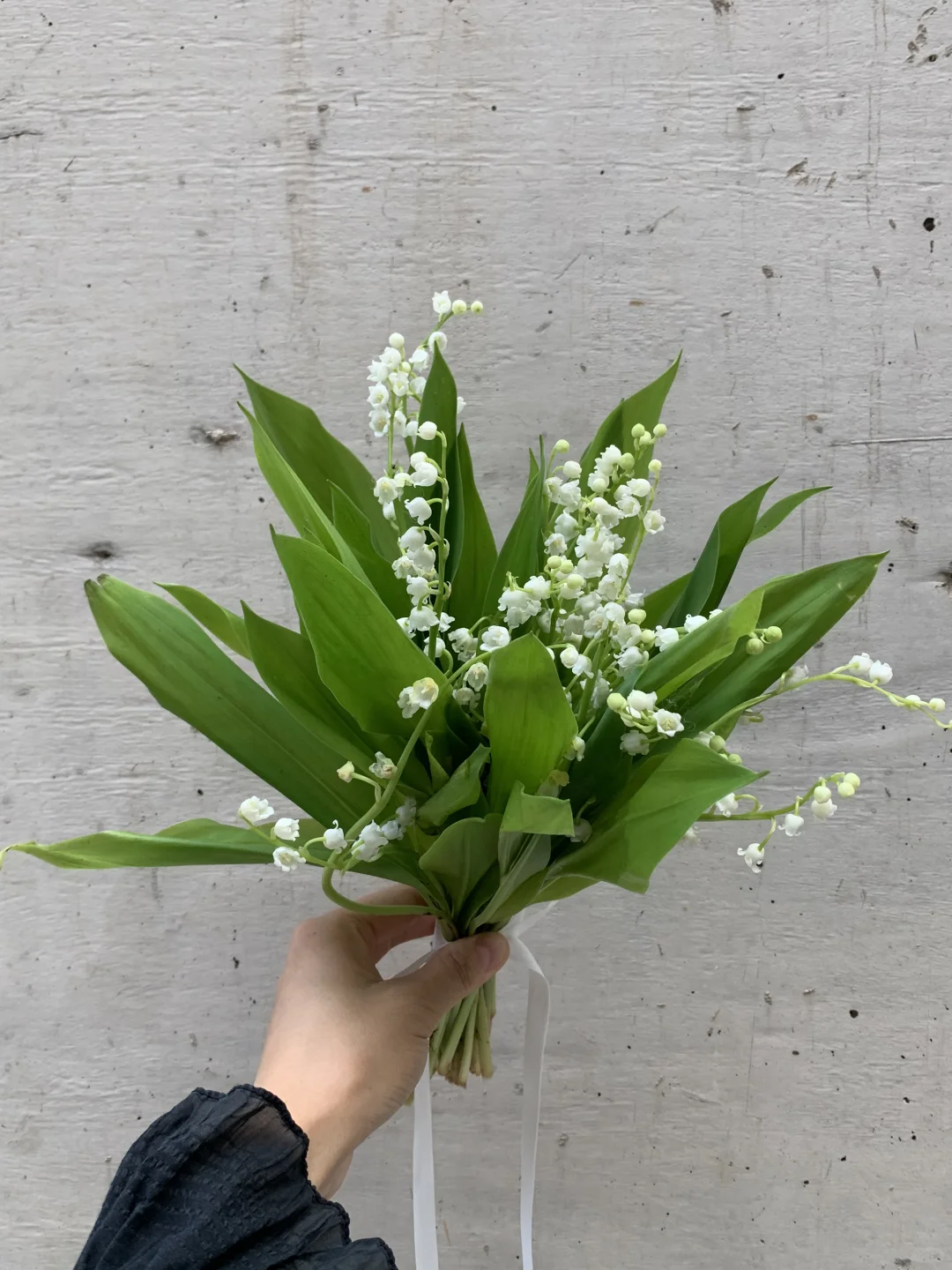 Lily of the valley🤍