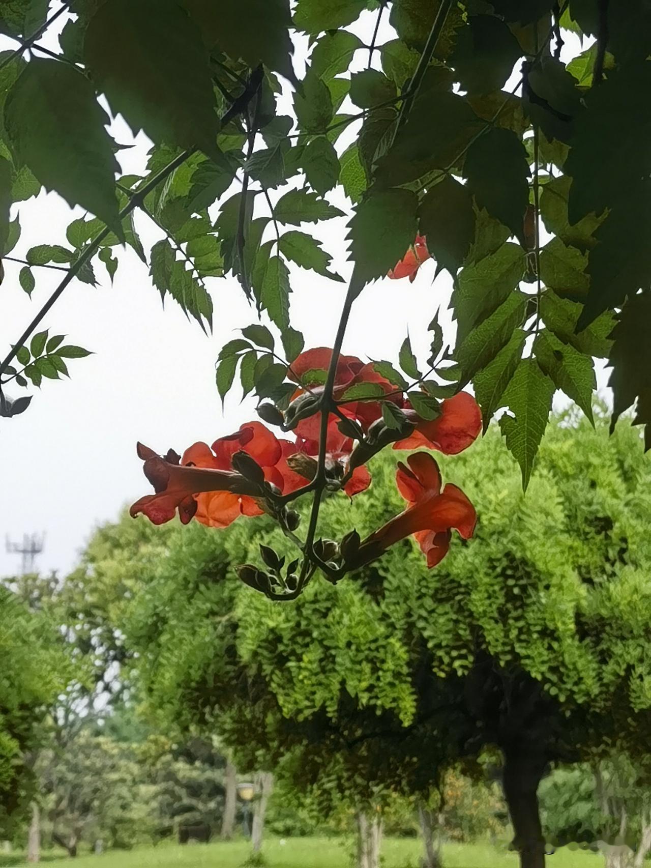 分享你随手拍的风景只要细心关察处处是景。