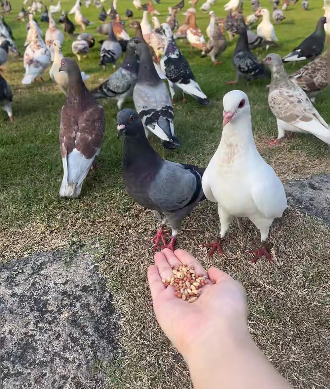 有没有和我一样“无知”的人!
回老家一个月三天两头的喝鸽子汤，回来后同事们都夸脸