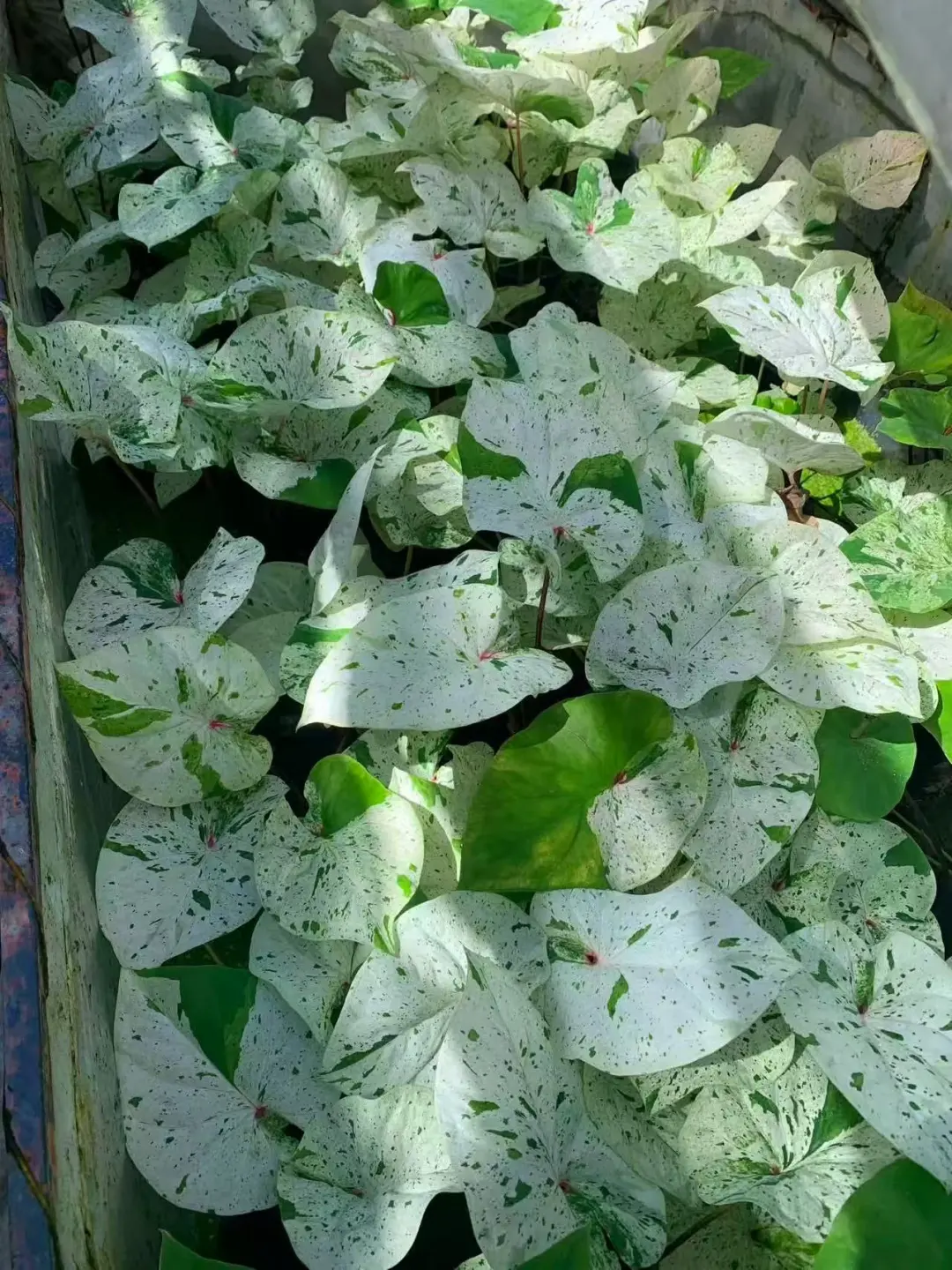 薄荷糖量拍更新