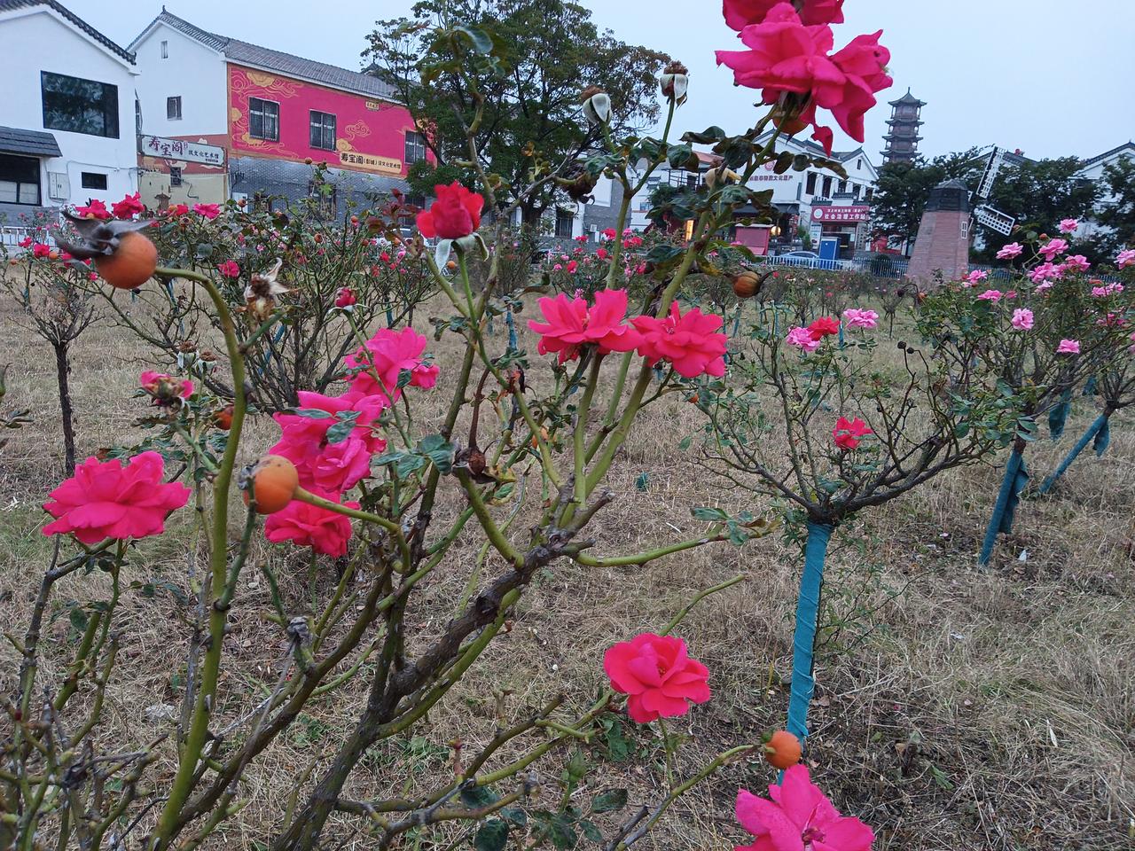 作者加速成长计划这是铜山区汉王镇一处景点的花园，汉王镇是徐州十大名镇之一，其GD