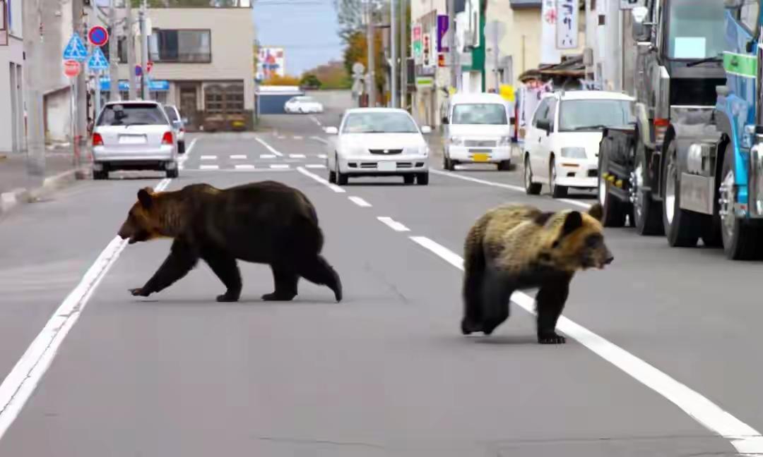 近日，日本正经历一场前所未有的“熊尸危机”。今年4月至10月，全国捕杀熊数量达9