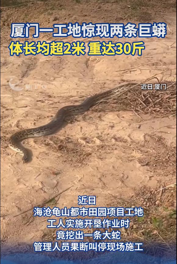 2026 年 10 月 20 日 厦门广电报道，厦门海沧龟山都市田园项目工地，工