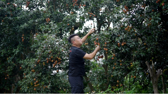 给荔枝办张身份证：拼多多如何让土特产生意实现全链路透明？