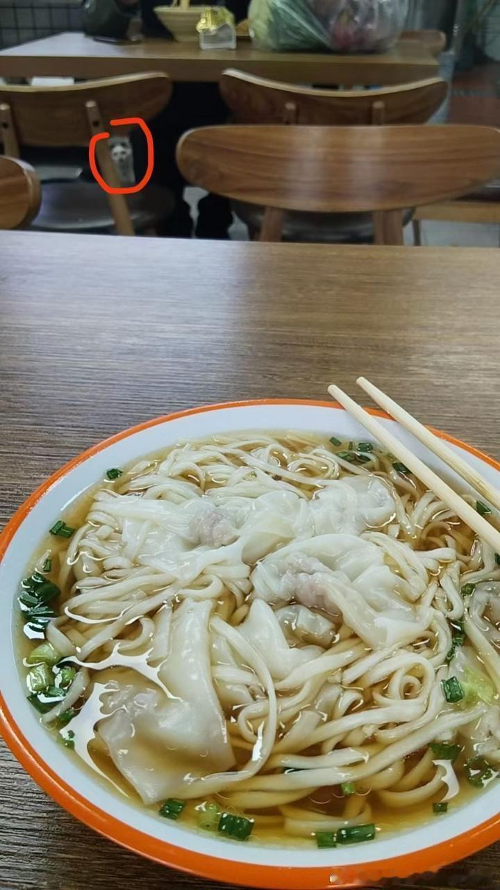 49695【丑猫】os莫非你是…… 