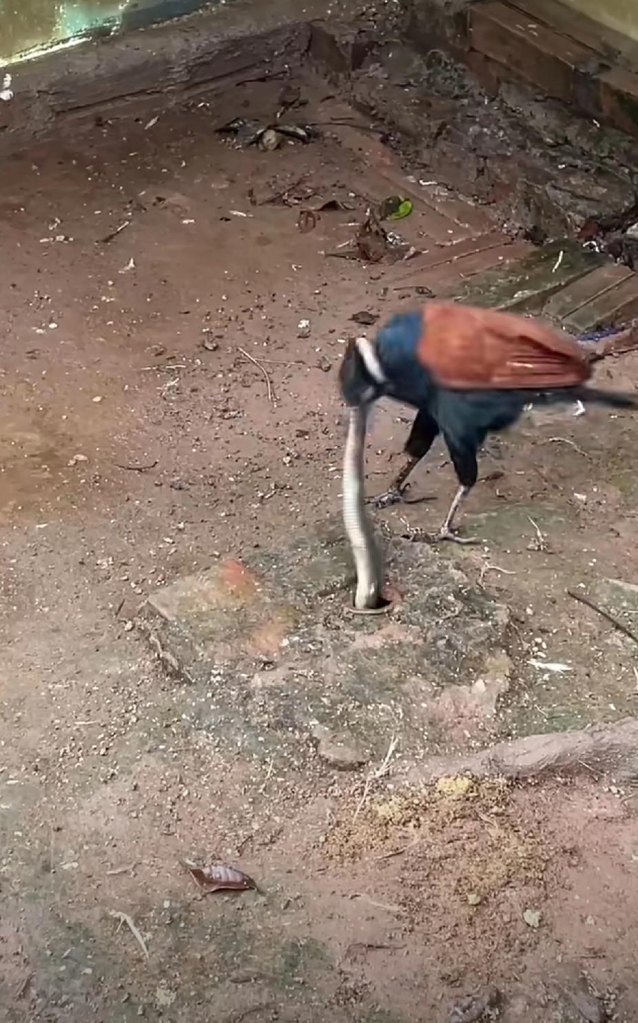 真的是一物降一物，蛇再厉害，也怕鸟追，找个地洞钻进去也被薅出来了！