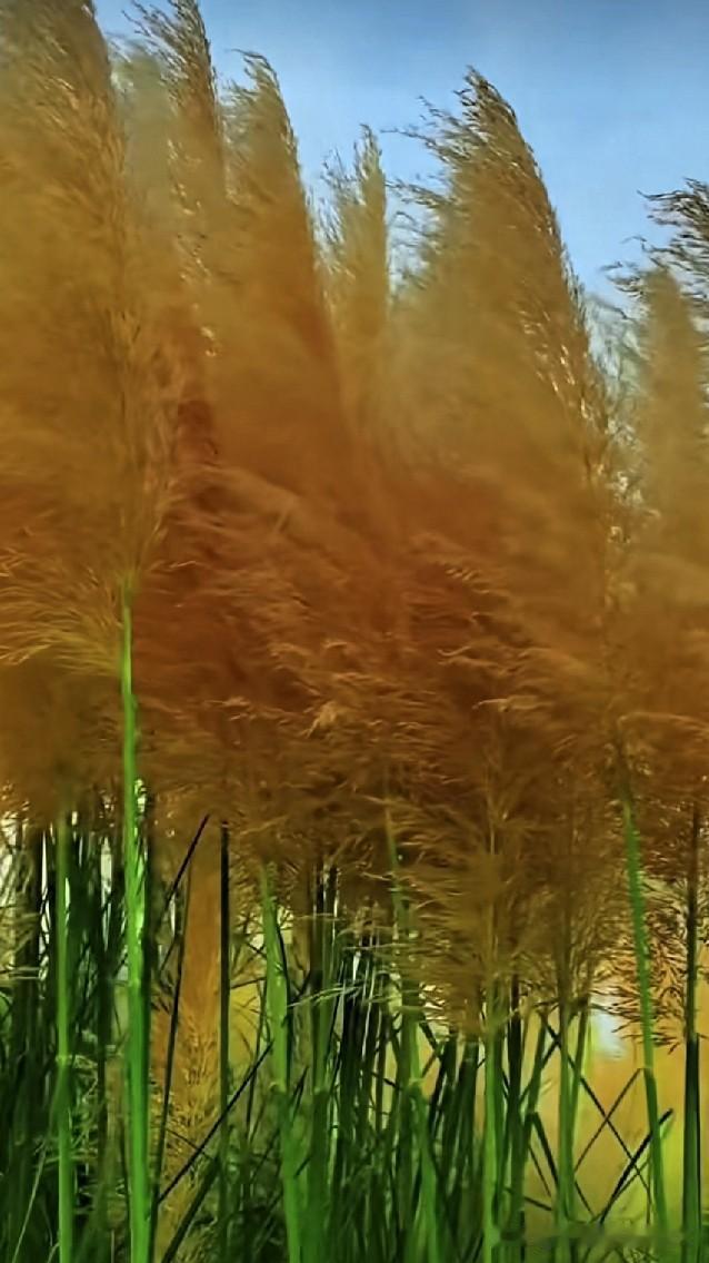 [助威彩旗]风吹过草丛，金黄色的芦苇摇曳多姿，那画面堪称绝美。此前我去湿地游玩，