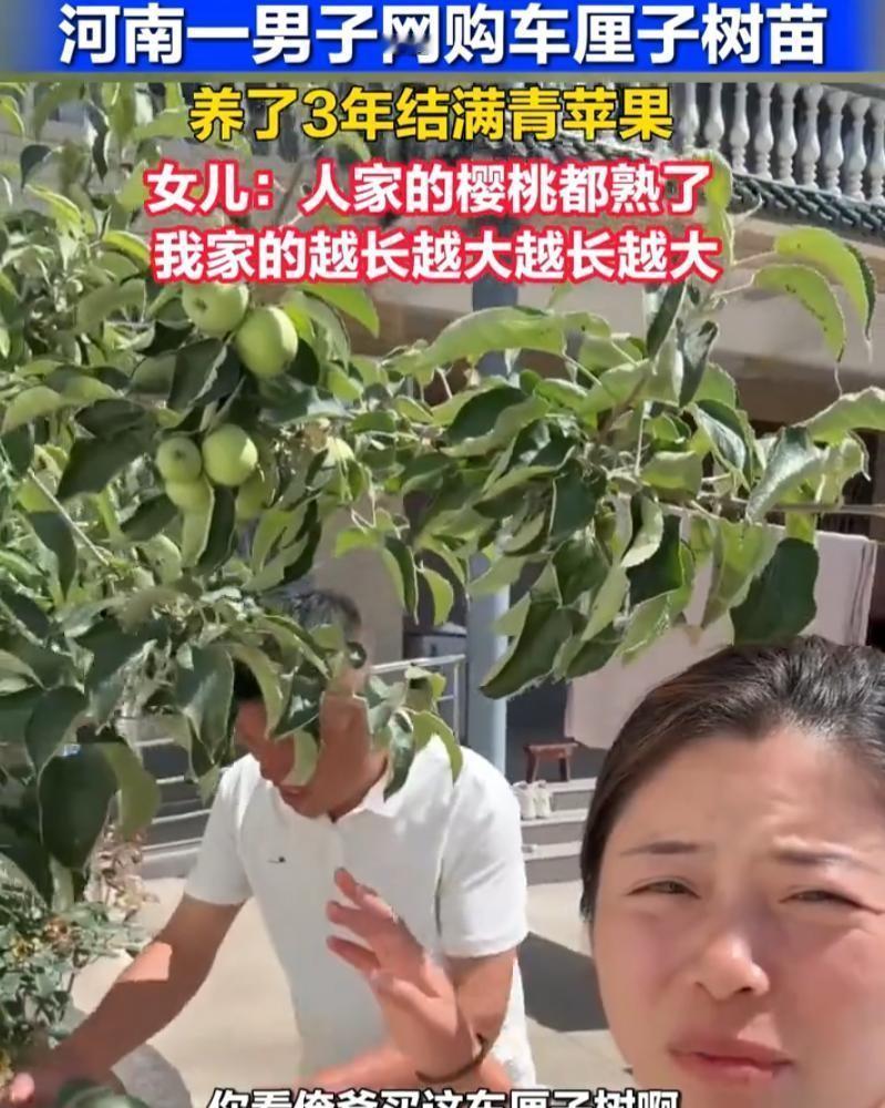"这是老天爷给的盲盒"！河南，男子在网上看中一棵车厘子树苗，到家后他像伺候宝贝一