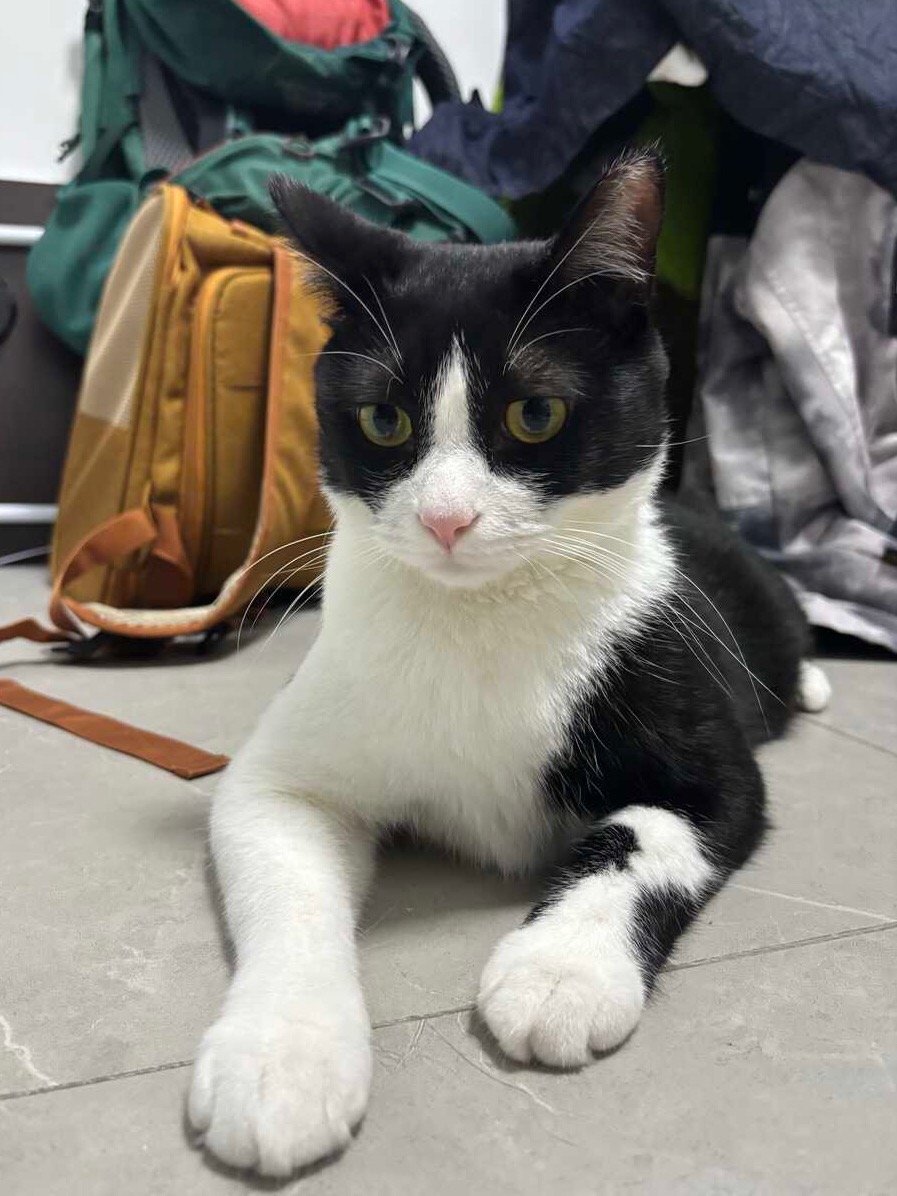 别再问我了，我真的不卖山竹。daily奶牛猫 （投稿：） 