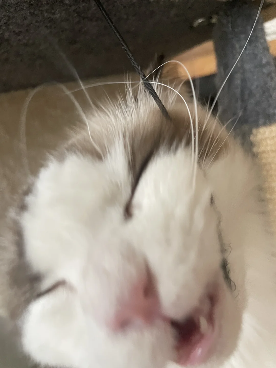 震惊！人设崩塌的修猫 全网没看到这样的小猫