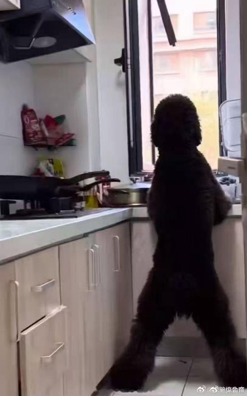 皮皮究竟是人是狗…他妈看得我欢乐谷效应都出来了…很难想象左气焊家中有这么个庞然巨