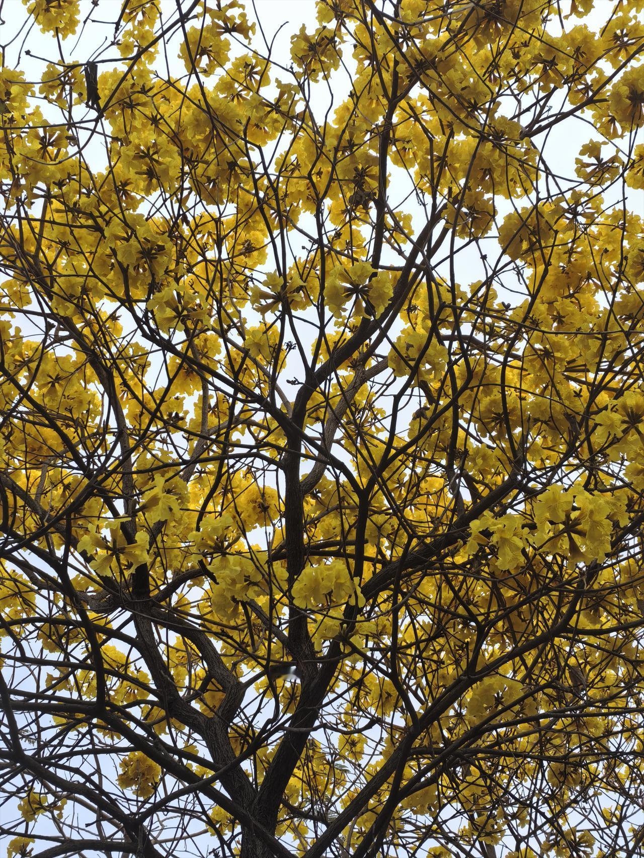 分享一张最近随手拍的照片刚过完年，树上的黄风铃花已经不见踪影。春节期间，黄花风铃