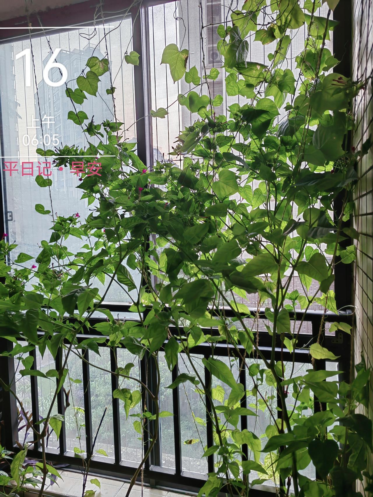 平日记•早安

 《德卡先生的信箱》：

把所有的夜归还给星河，把所有的春光归还