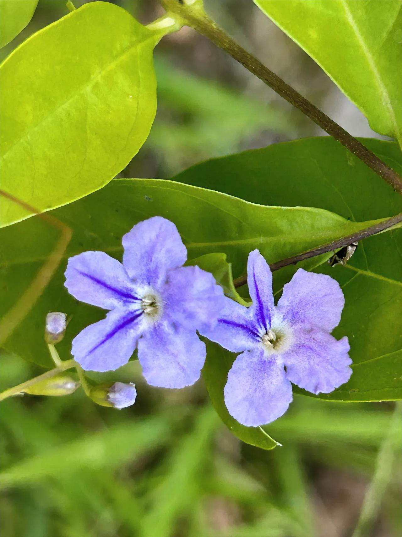 今年秋天比往年都热，连翘花不惧热浪而盛开#秋日生活打卡季#