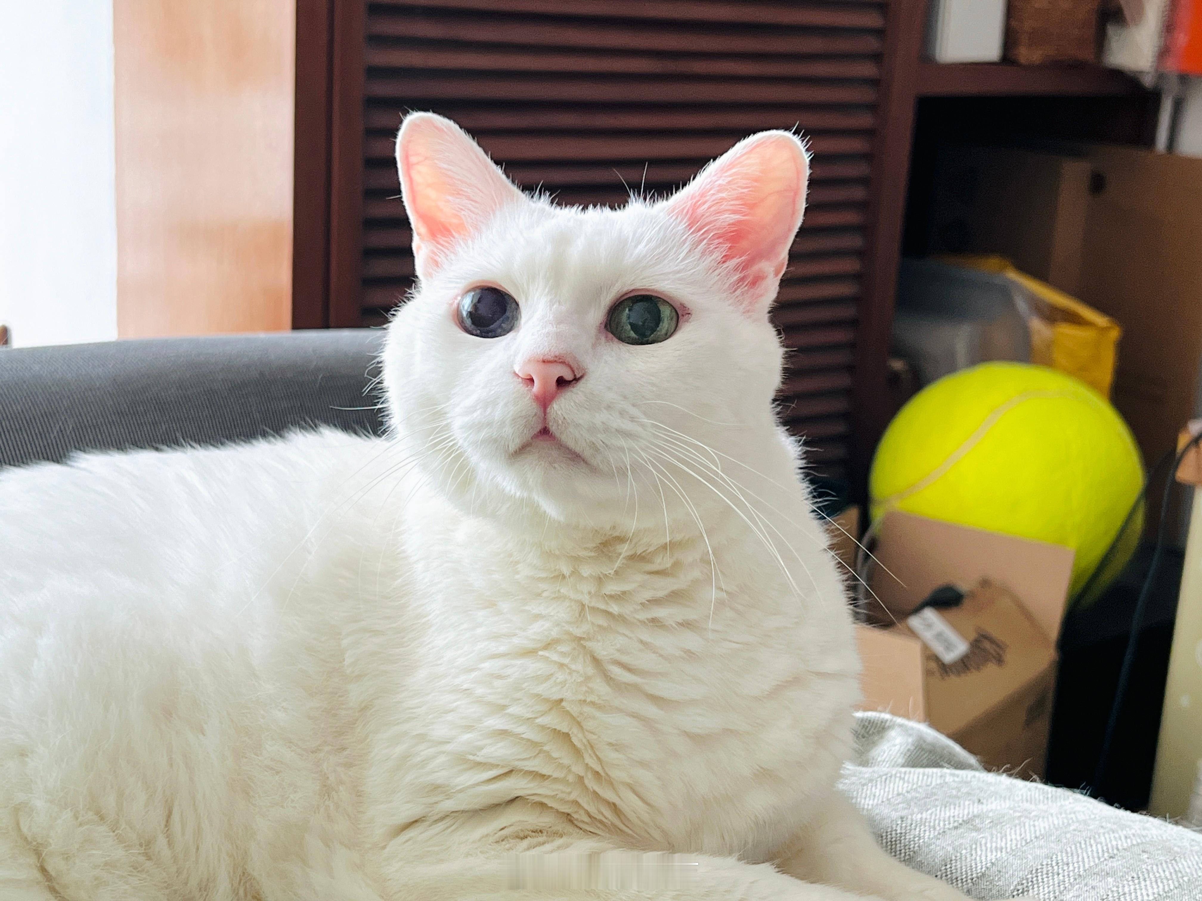 鼻子黑一圈☁️☁️#吉寞芳心# ​​​