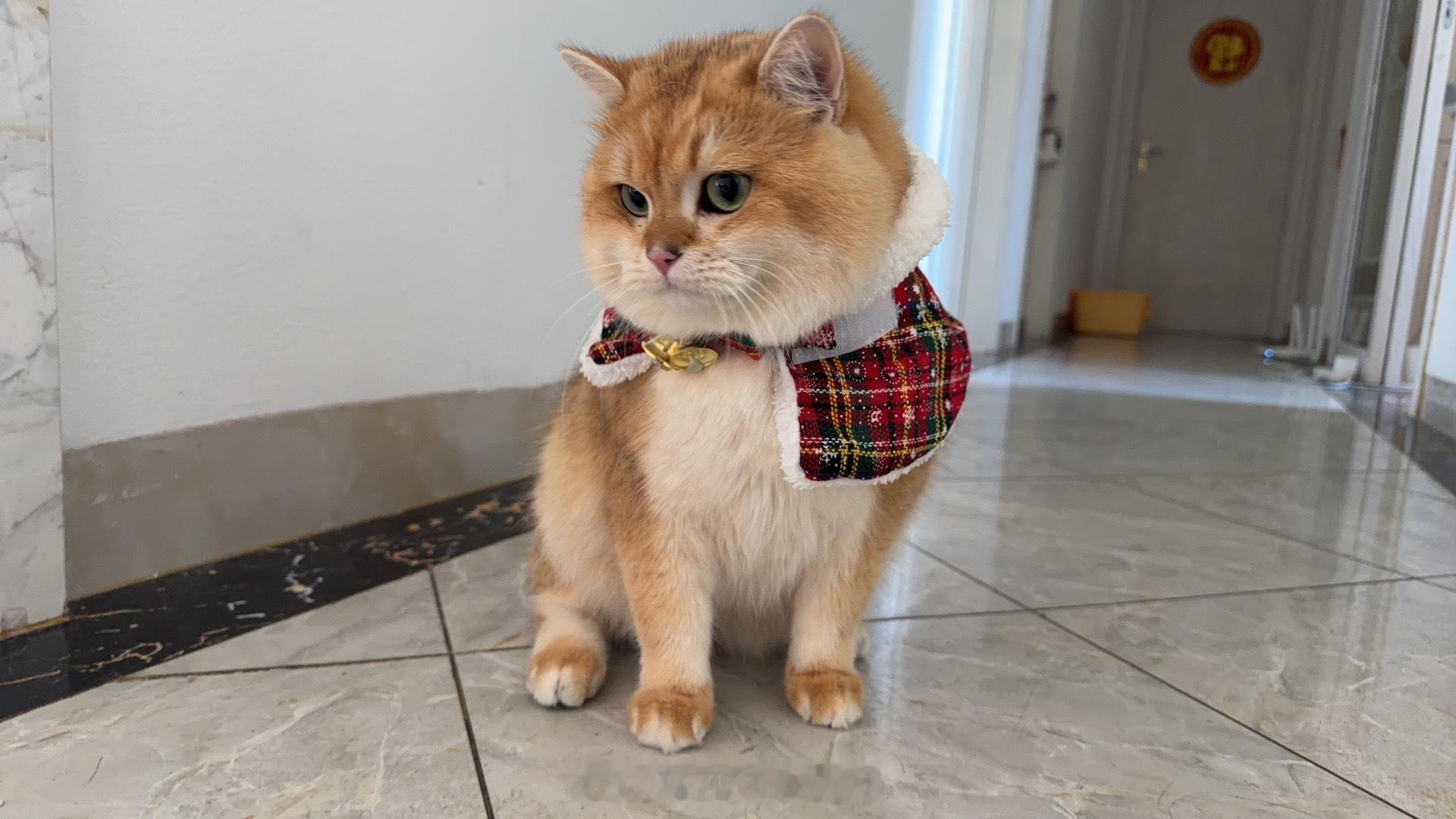 马上圣诞了，先给小猫穿上新衣 