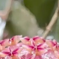 球兰养护方法：1．选择合适的花盆：球兰根系长满花盆后才会开花，因此选择较小的花盆