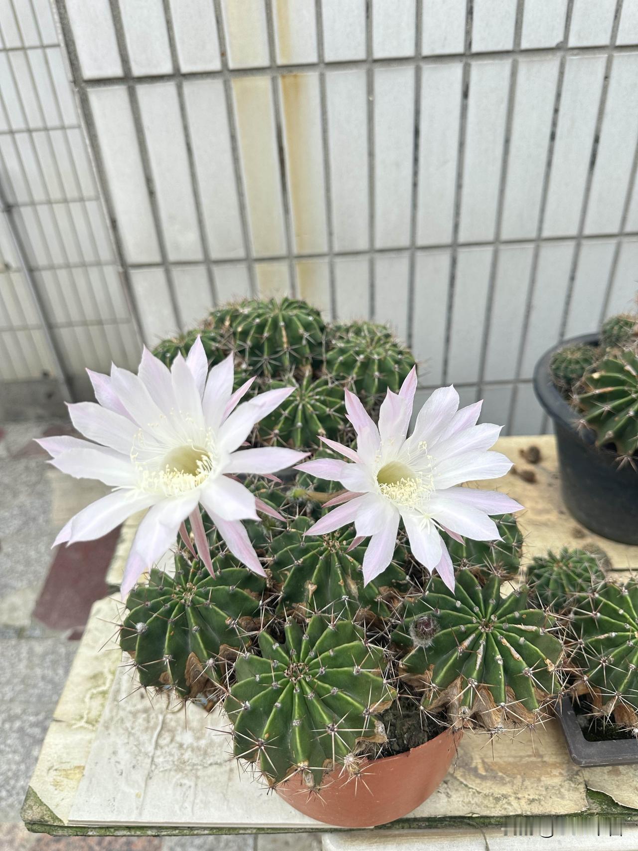 清新淡雅的仙人掌花，点缀在绿意盎然的小盆栽中，美不胜收！🌺🌵