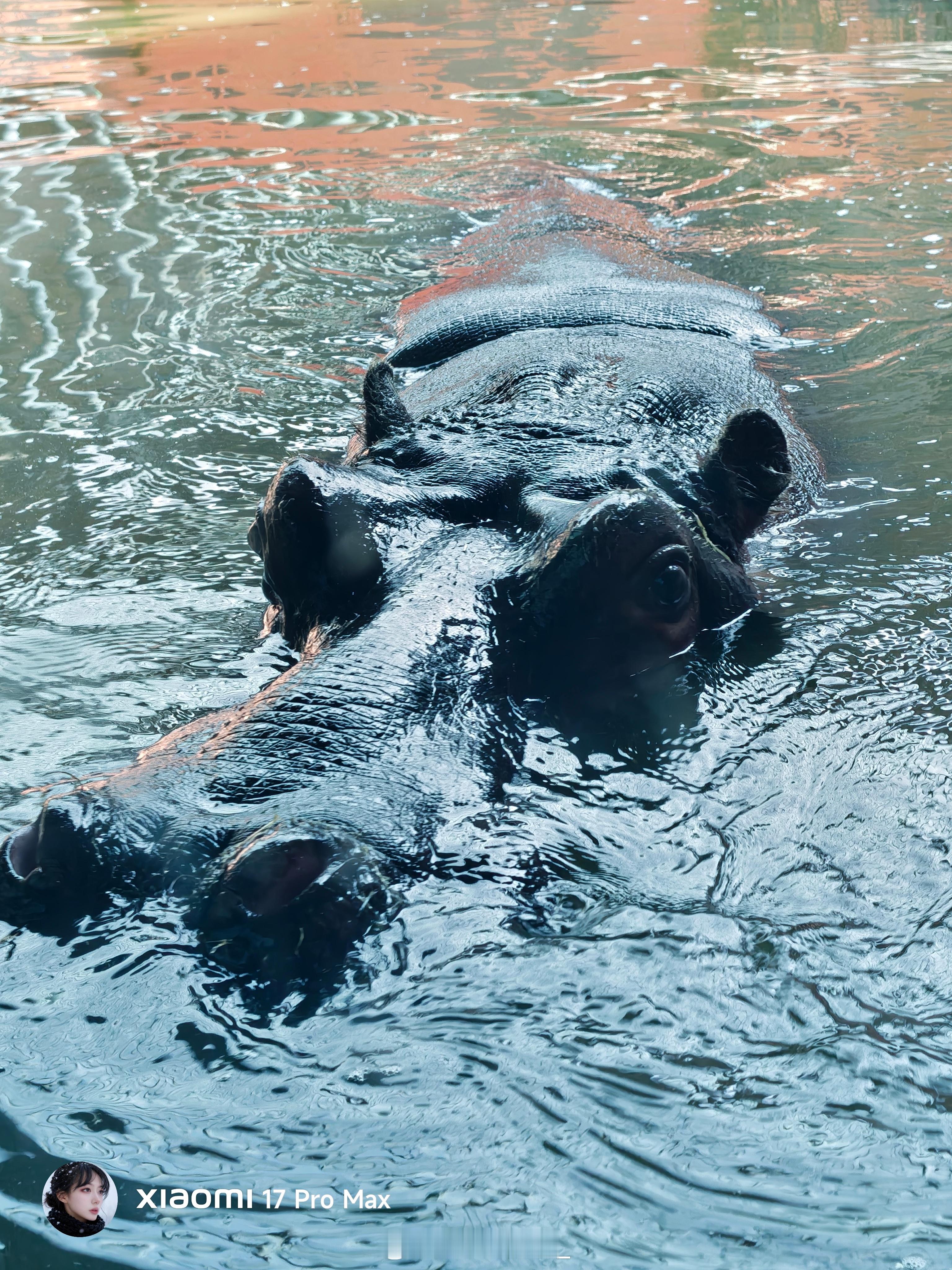 哈哈哈，近距离看看猛兽 鄂尔多斯·鄂尔多斯野生动物园