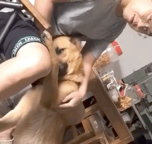 “我被家暴了，不是老公，是家里的狗！”妹子结婚后，发现老公从小养大的狗貌似对她有