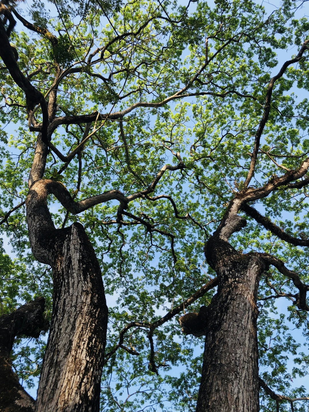 交换一张你拍的树🌳