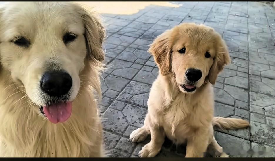朋友家大狗金毛腊月十八诞下幼犬，时至如今，已然长成半大模样。为了养好这两只宠物，