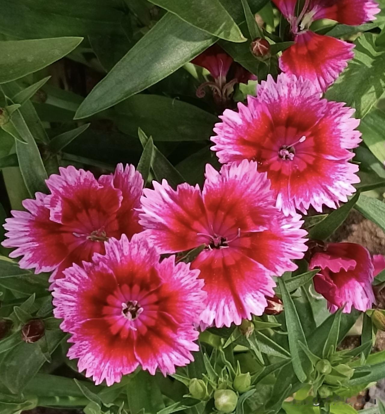 庭院中之中的石竹花
 
去年春，我在庭院中栽种了一株石竹，冬天也没有往屋里搬，也