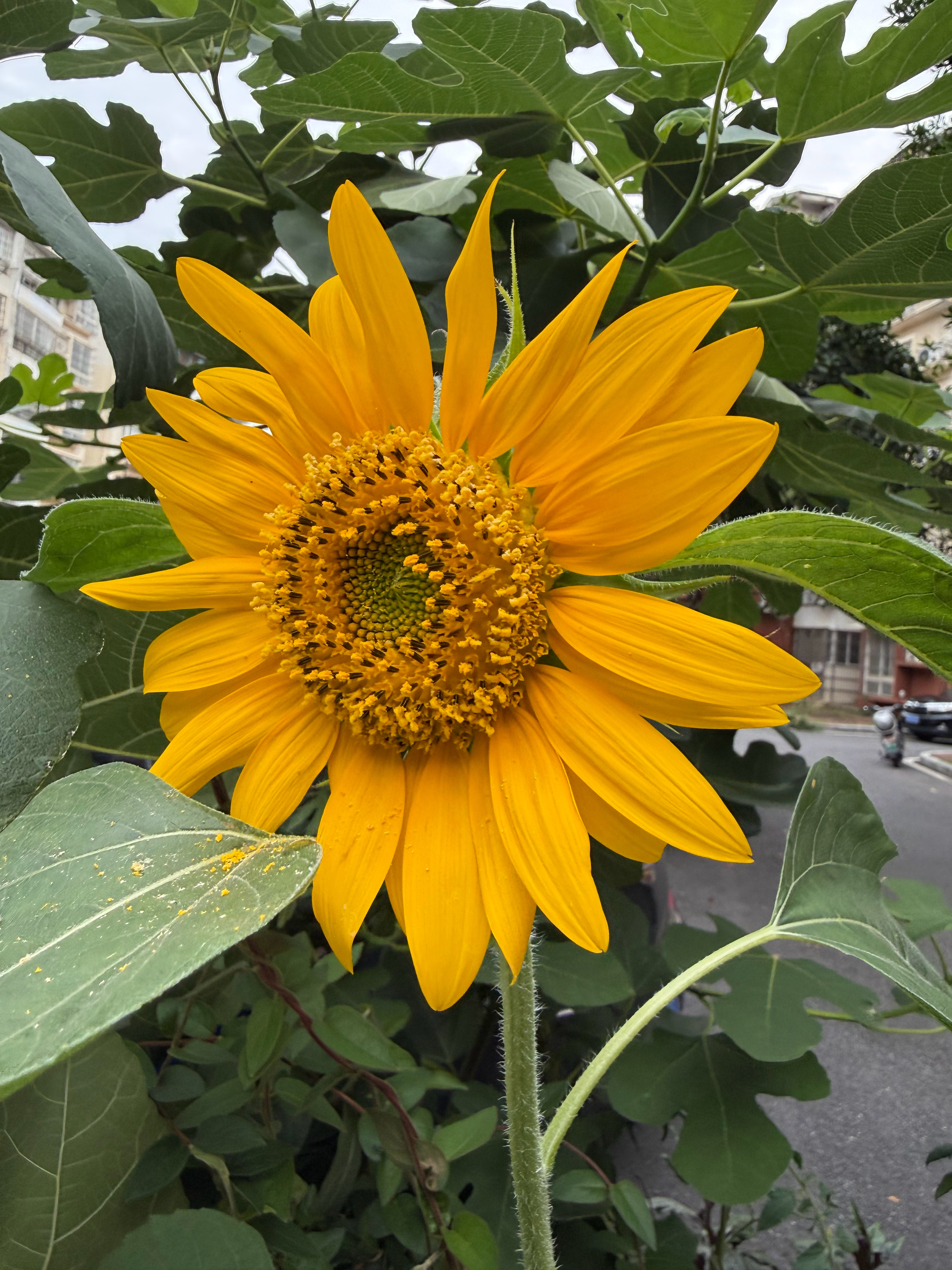 路边一朵盛放的向日葵🌻很美！生活手记