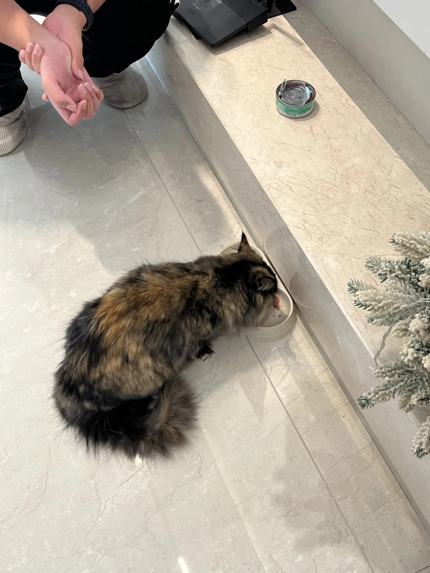 重金悬赏！！是谁家的小猫！