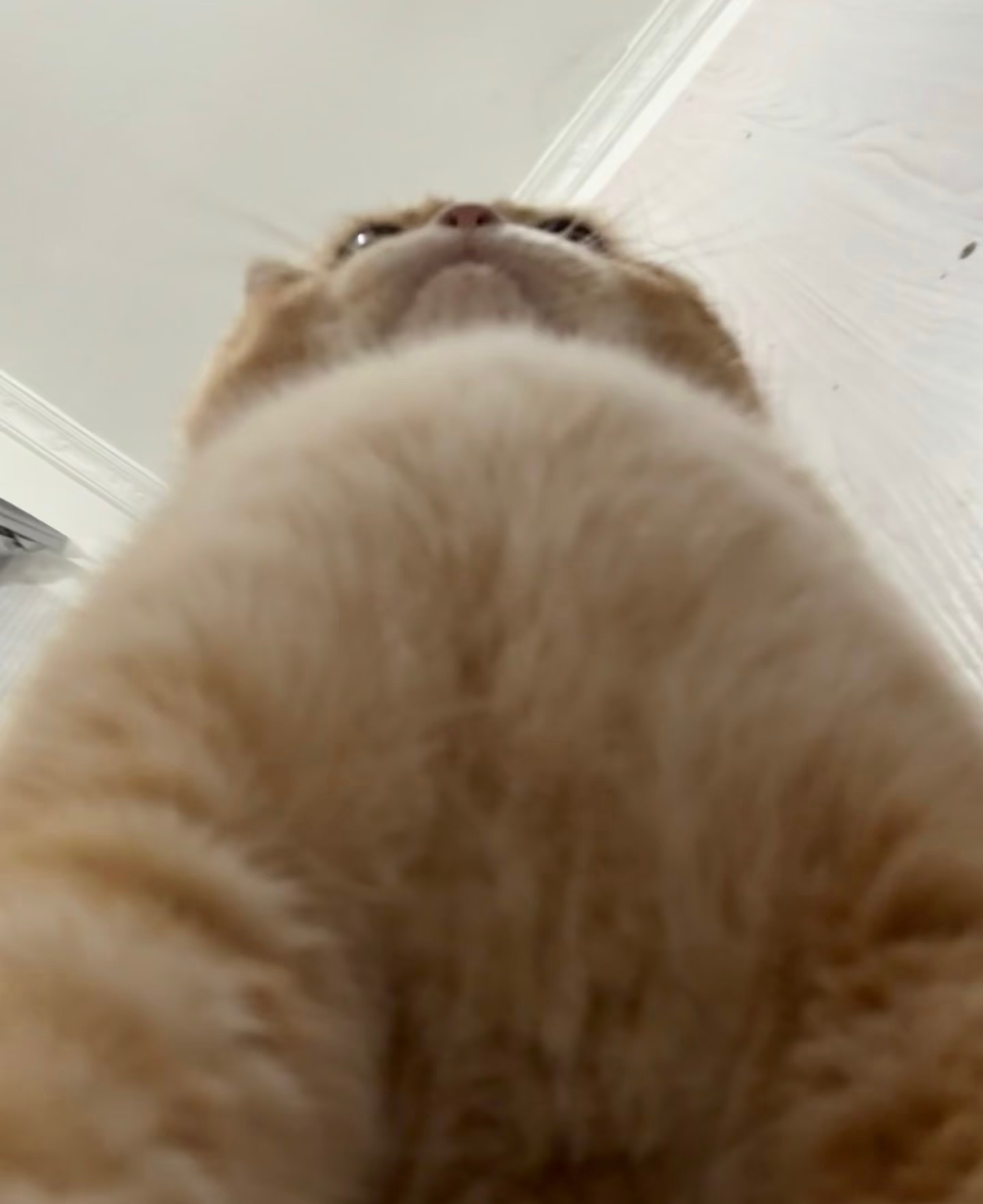 人，你可以在咪威武雄壮的胸膛下继续睡 