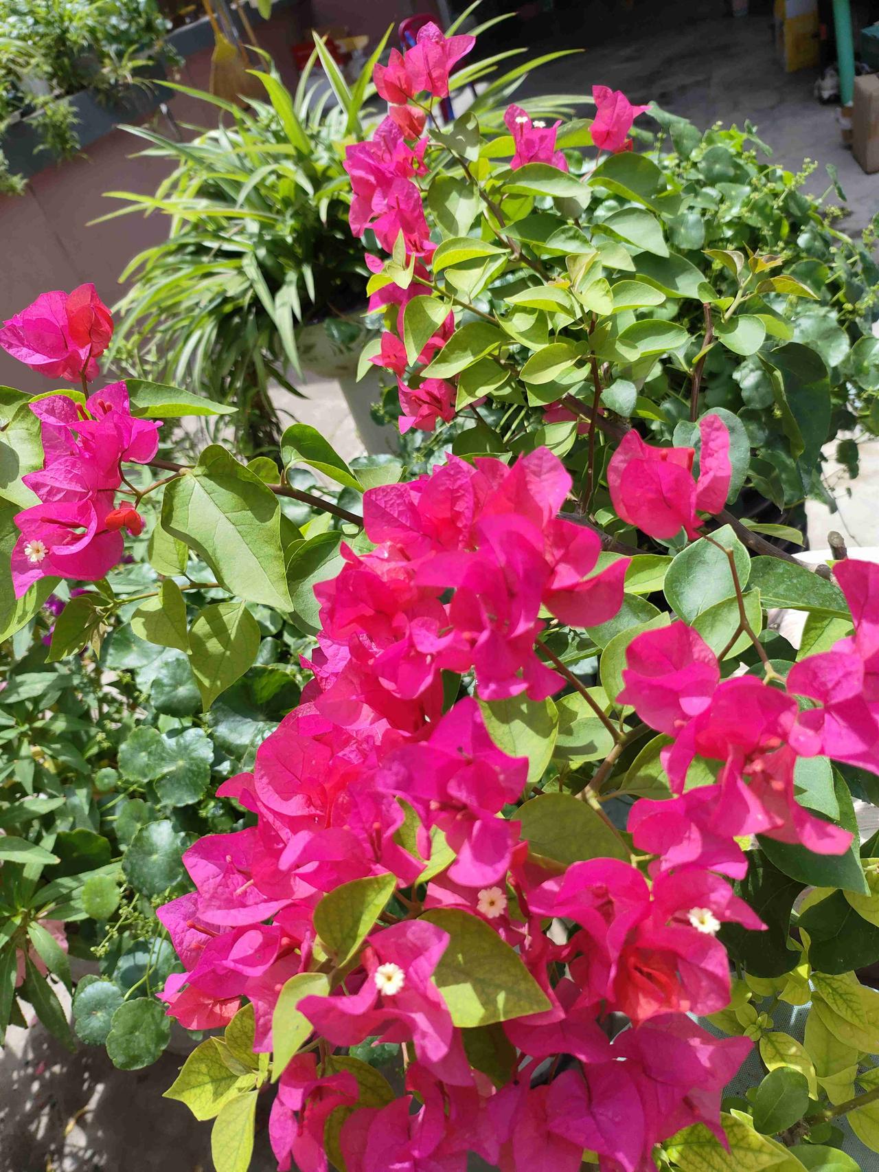 我的今日状态：😁轻松愉快
我这里的天气：☀️晴天 1. 繁花次第开，烟火落庭院