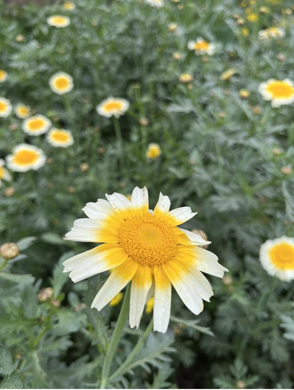 没想到，这么漂亮的花，嫩苗时，居然是我们常吃的菜！

路边看到一片向日葵般的小花