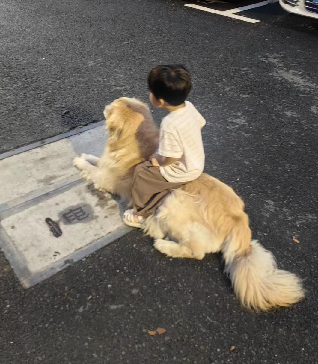 网友投稿，自己的宠物狗被陌生小孩骑了，有什么委婉的方式批评他吗[稳了][稳了][