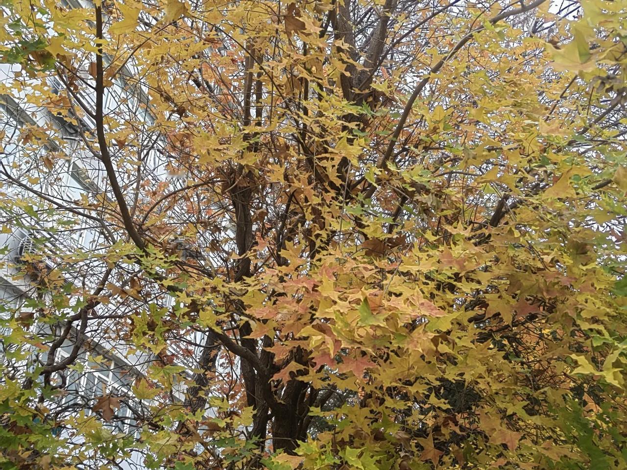 枫树