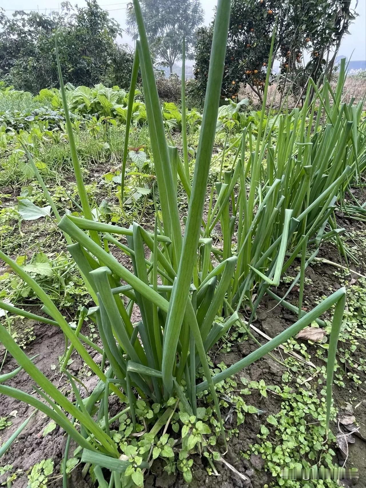 这样的菜园怎能不爱！绿油油的
好养眼！