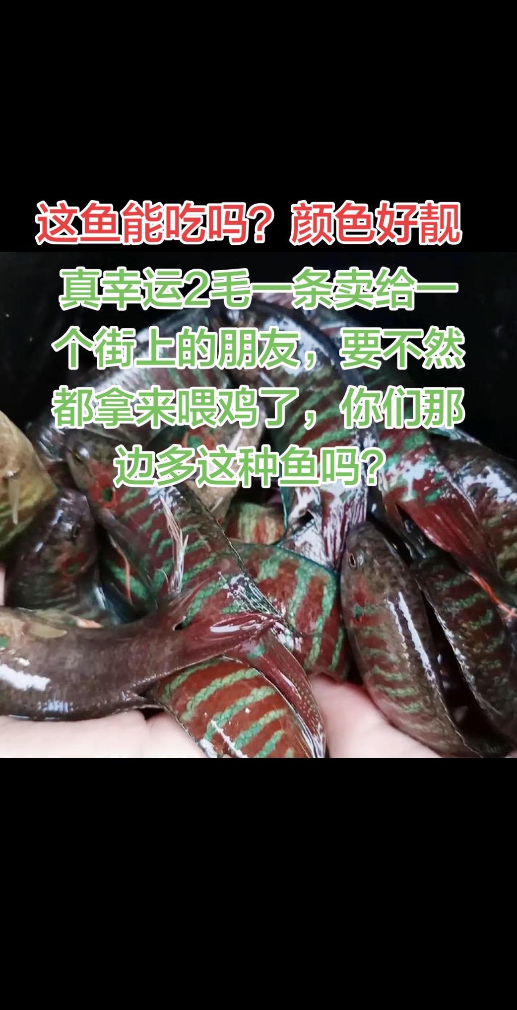 2毛一条的菩萨鱼，一般放地龙下去都会搞到一些上来，不好吃，但颜色漂亮。一般都会拿