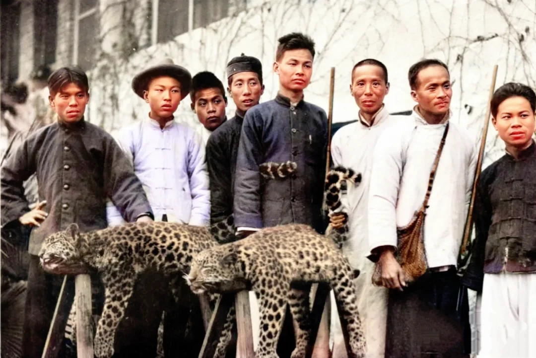 1927年，在广东，一群猎手正围着两只刚刚被残忍猎杀的华南豹。这些豹子...