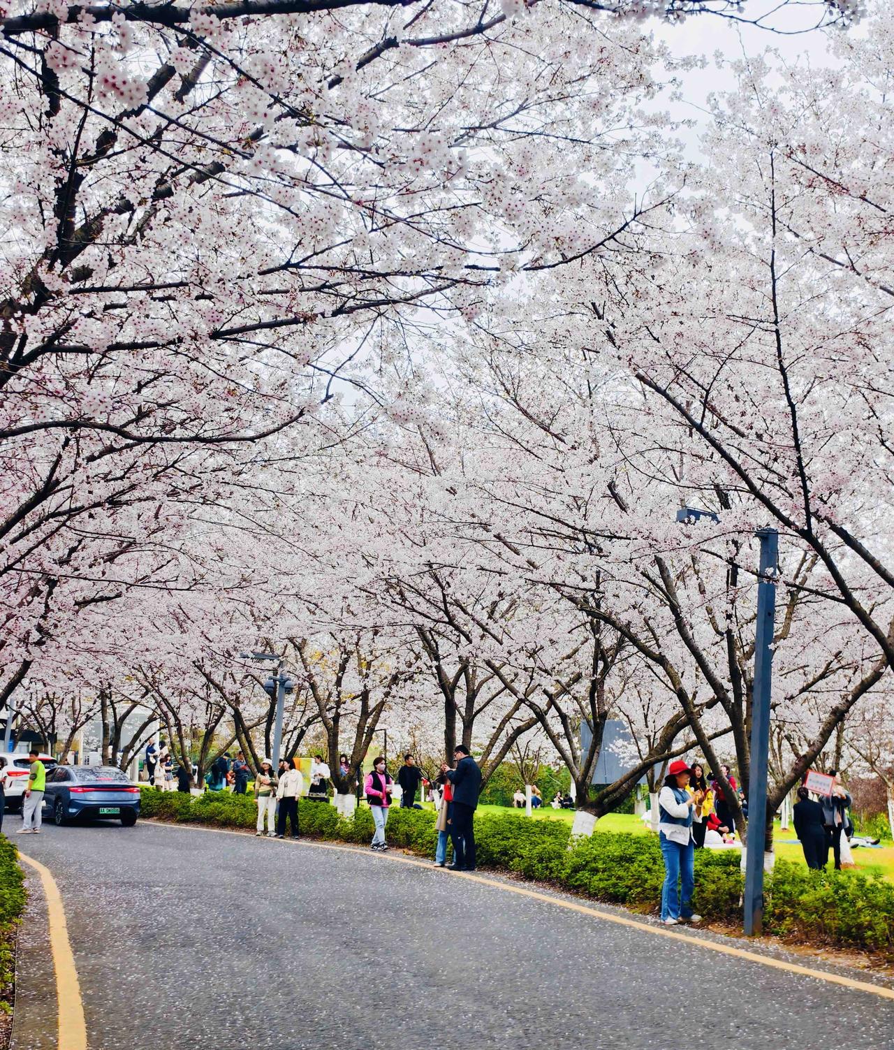 南京鸡鸣寺的樱花人挤人，不妨来四方当代美术馆看绝美樱花吧！🌸

🌸赴一场春约