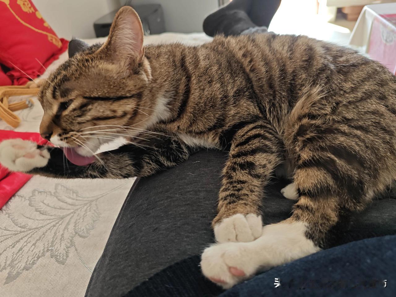 每日生活随手记我家小猫有个“固定化妆流程”。每天睡前把自己从头到尾仔仔细细的舔一