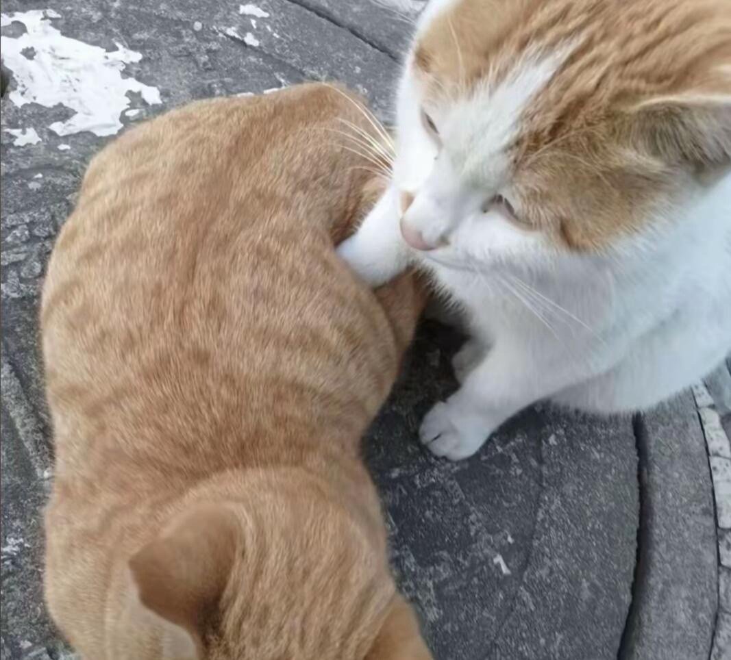 踩橘东篱下 ​​​