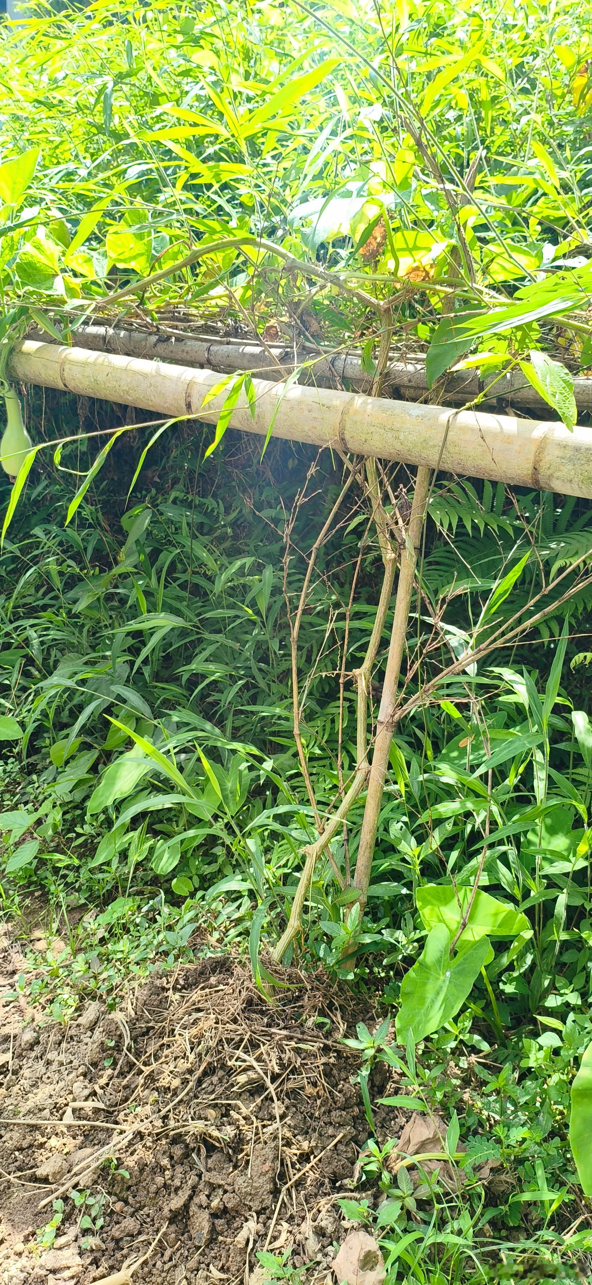 葫芦娃爷爷回应30天后要拆掉葫芦天气转冷，葫芦作为草本植物无法露天越冬。爷爷用朴