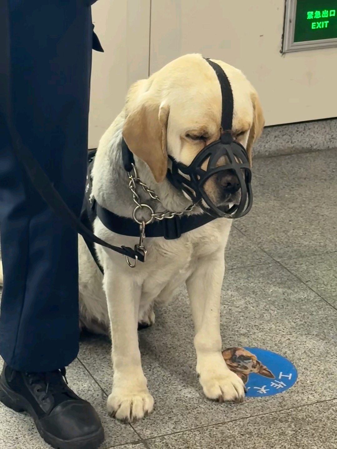 打工犬也是一脸班味呢，看来讨厌上班这事不分物种 