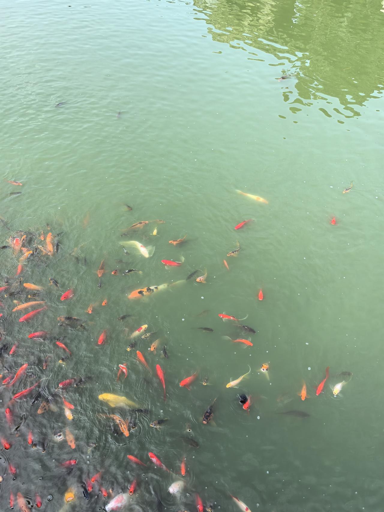 我在咸阳发现一处喂鱼的好地方，茂陵博物馆里面的院子内的水池，池内各种锦鲤，水池中