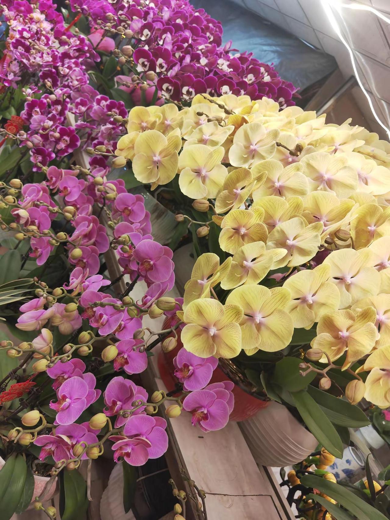 新年要像花一样的美丽，太爱了。