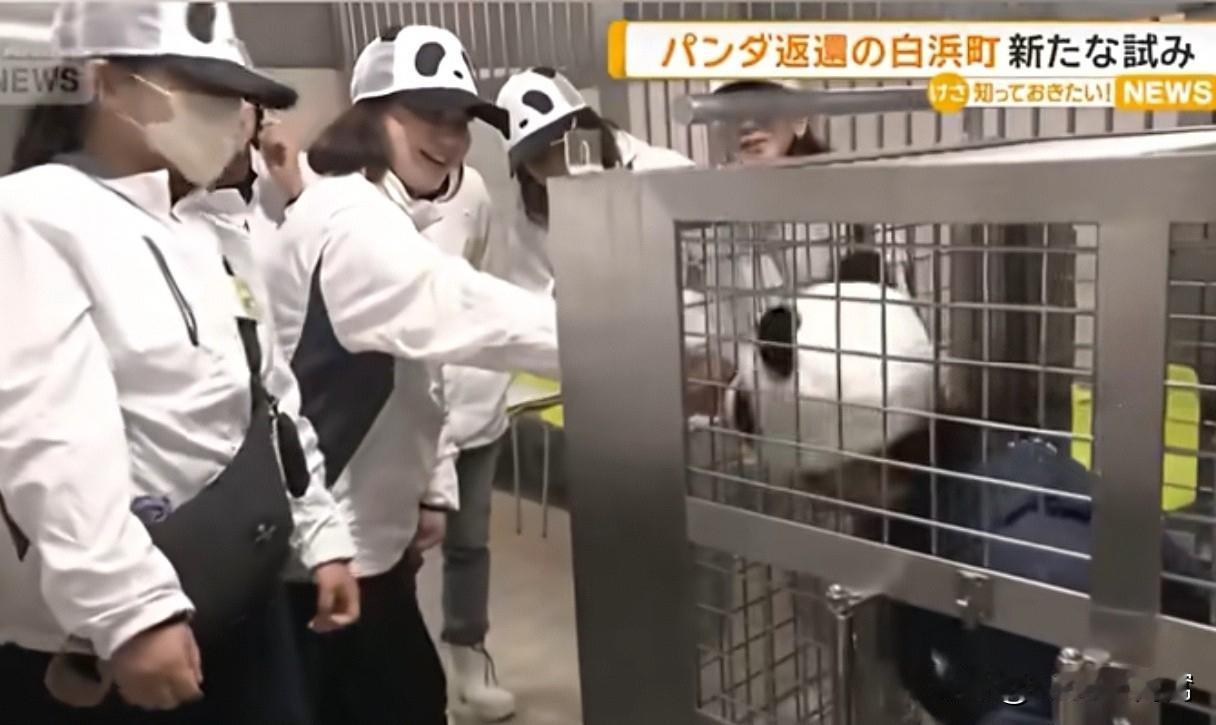 日本动物园“神操作”！我们的大熊猫国宝“良浜”“彩浜”“枫浜”和“结浜”今年6月