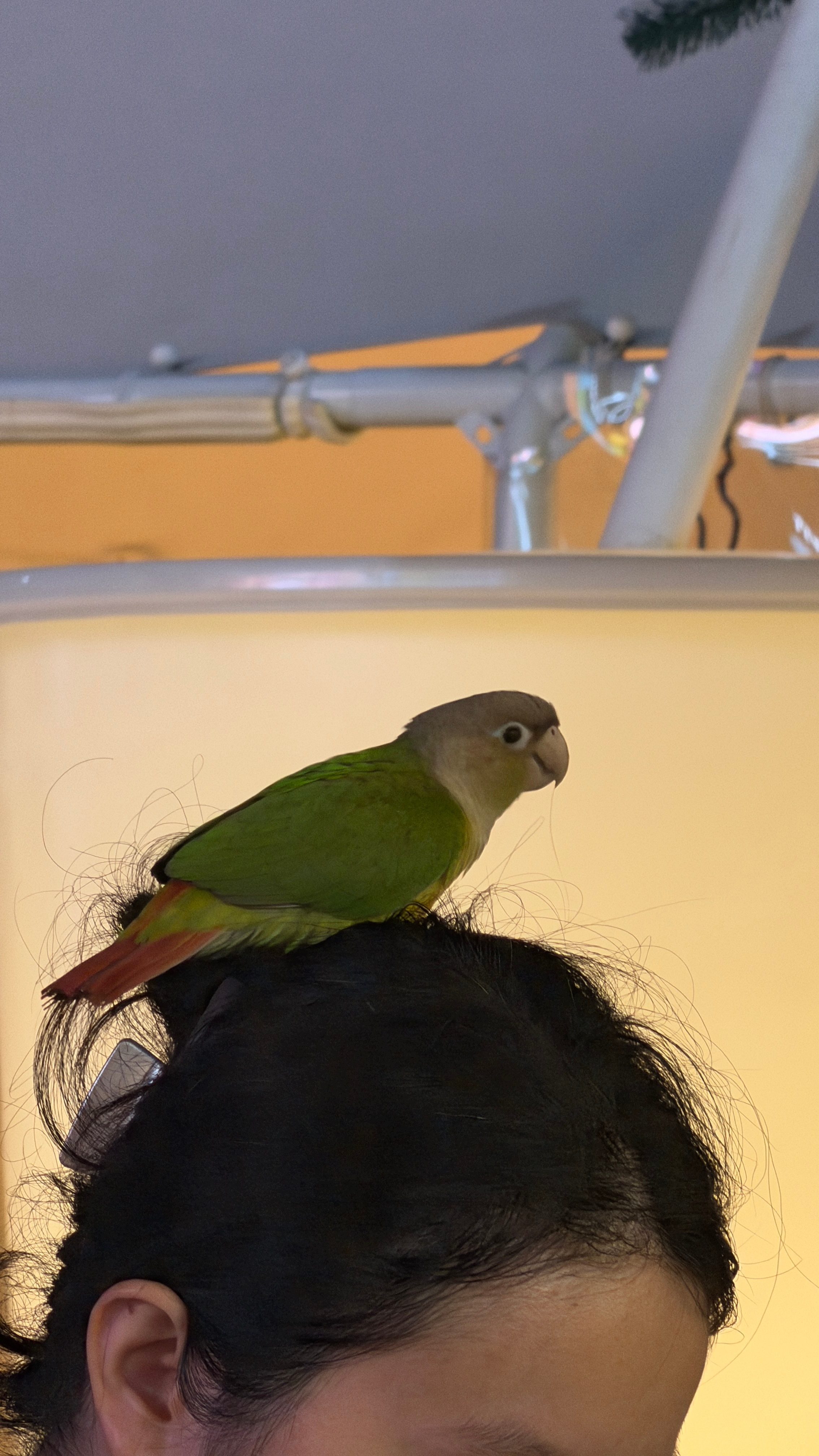 被本地人的松弛感惊呆了竟然在头上溜活鹦鹉🦜！ 